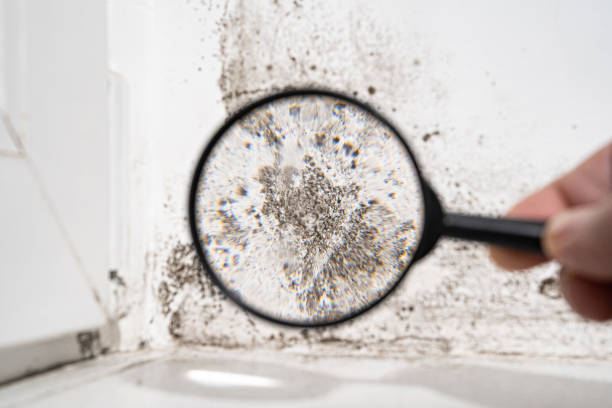 Mold Inspection, Removal & Remediation